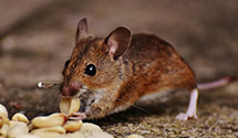 24 Hour & Emergency Exterminators in Century City, CA